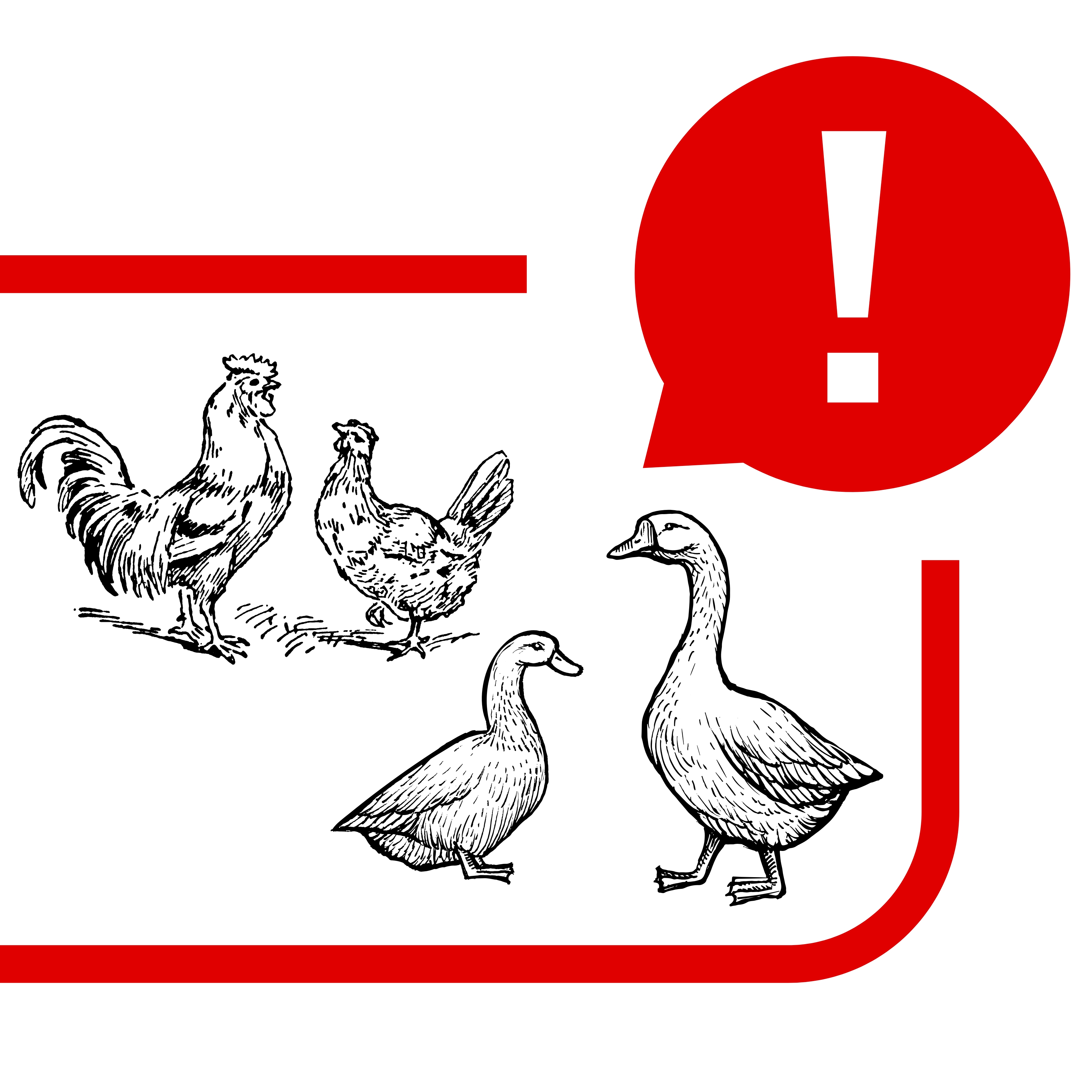 Influenza aviaire.jpg